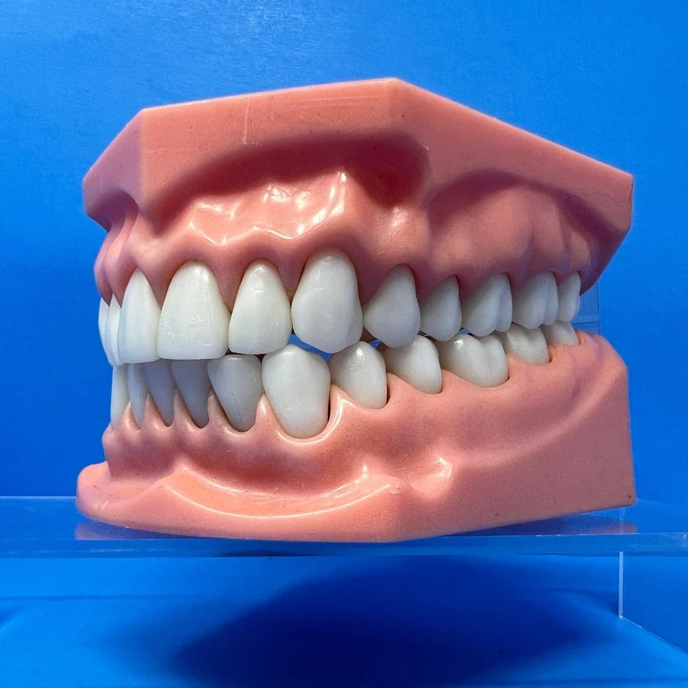 Vtg 1970's Orthodontist Dental Teaching Articulated Jaw Mouth Model Teeth Demo